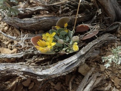 Physaria acutifolia, photographed by Mitch Van Dyke