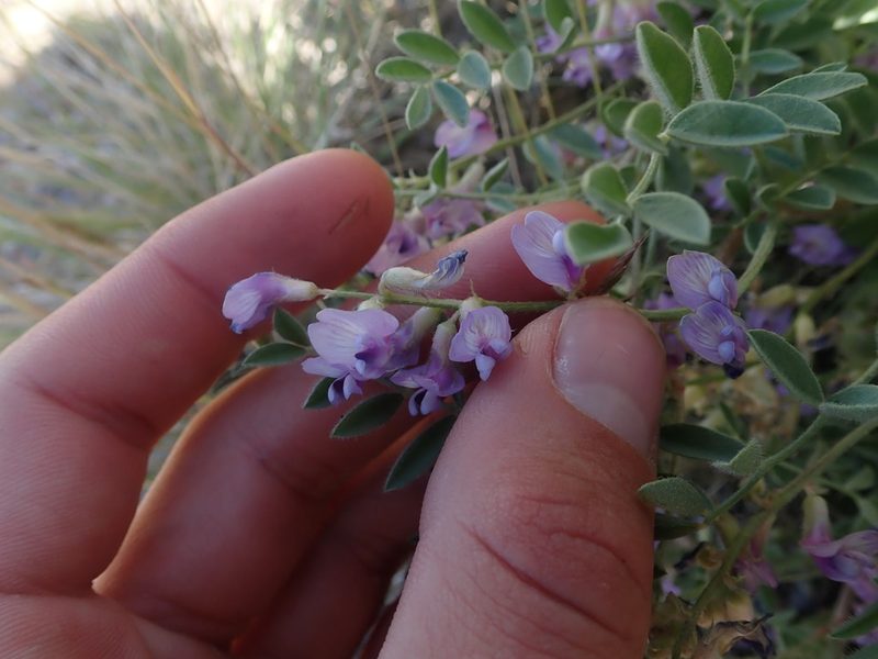 Astragalus pubentissimus, photographed by Mitch Van Dyke