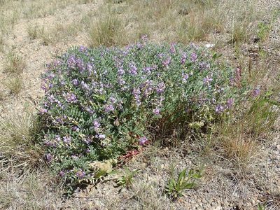 Astragalus pubentissimus, photographed by Mitch Van Dyke