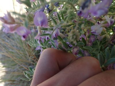 Astragalus pubentissimus, photographed by Mitch Van Dyke