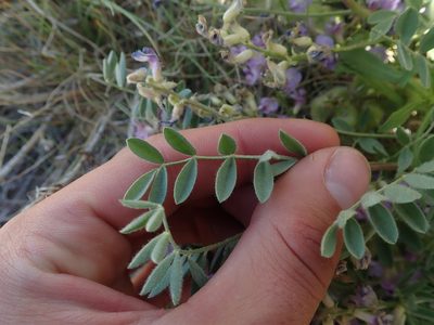 Astragalus pubentissimus, photographed by Mitch Van Dyke