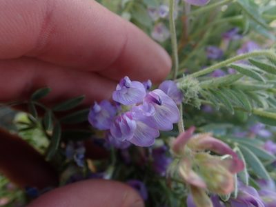 Astragalus pubentissimus, photographed by Mitch Van Dyke