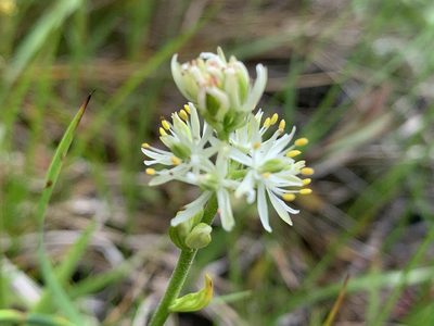 Triantha glutinosa, photographed by davidbroadland