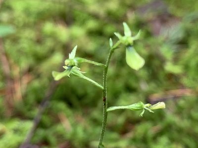 Neottia banksiana, photographed by davidbroadland