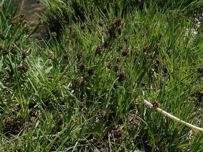 Carex jonesii, photographed by Mitch Van Dyke