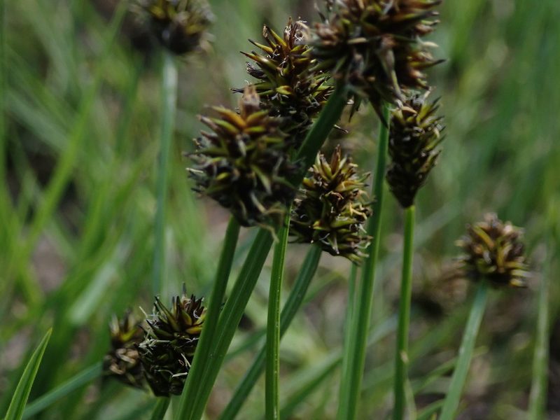 Carex jonesii, photographed by Mitch Van Dyke