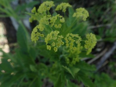 Osmorhiza occidentalis, photographed by Mitch Van Dyke