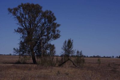 Allocasuarina luehmannii, photographed by wendy_moore