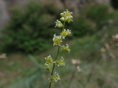 Heuchera parvifolia, photographed by Mitch Van Dyke