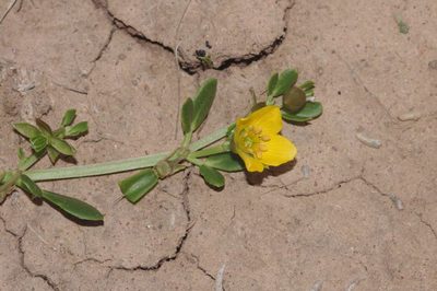 Roepera glauca, photographed by wendy_moore