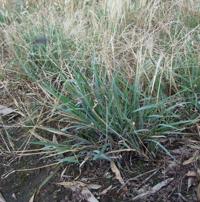 Enteropogon acicularis, photographed by wendy_moore