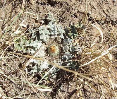Onopordum acaulon, photographed by wendy_moore