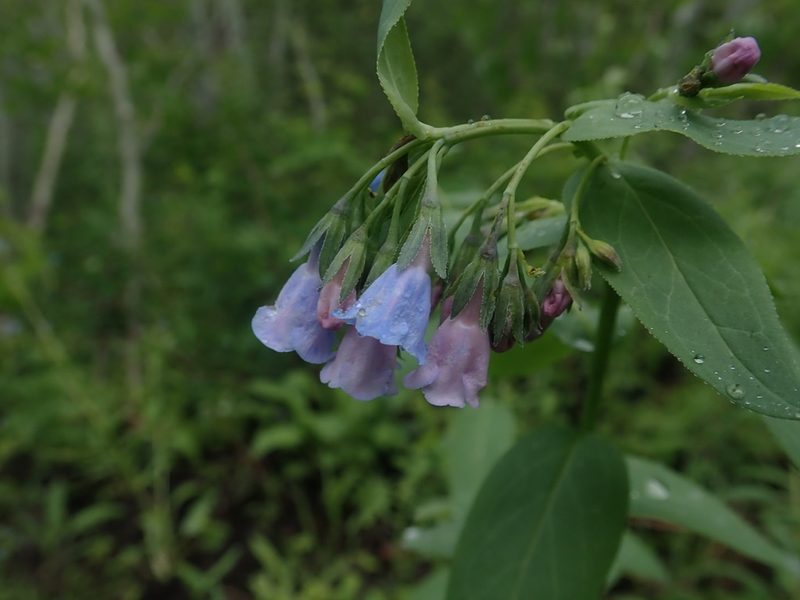 Mertensia arizonica, photographed by Mitch Van Dyke