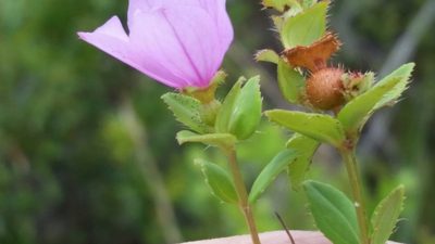 Rhexia nuttallii, photographed by Jay Horn