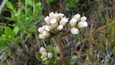 Pluchea foetida, photographed by Jay Horn