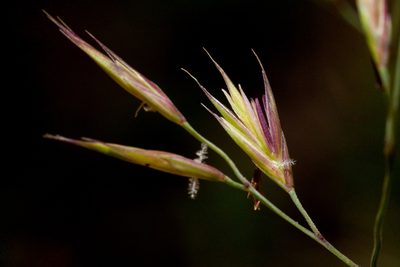 Festuca arizonica, photographed by Cecelia Alexander