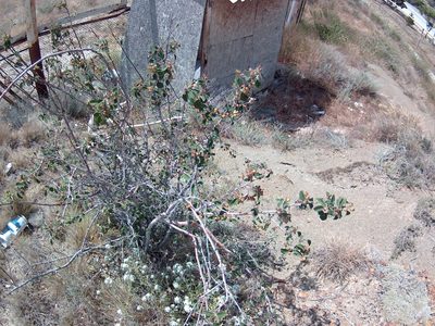 Cotoneaster tauricus, photographed by Михаил Орлов