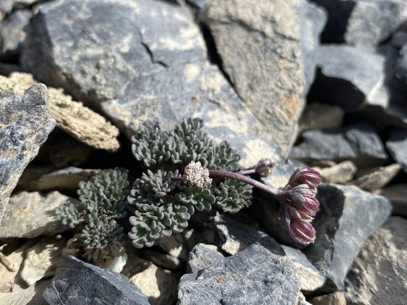 Cymopterus goodrichii, photographed by Matt Berger