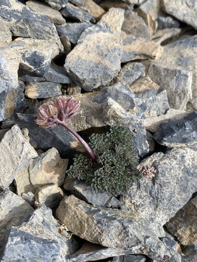 Cymopterus goodrichii, photographed by Matt Berger