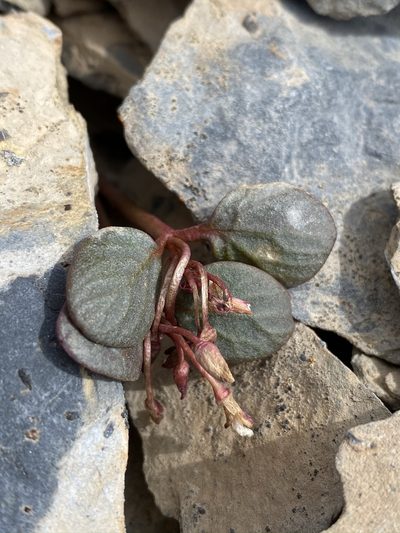 Claytonia umbellata, photographed by Matt Berger