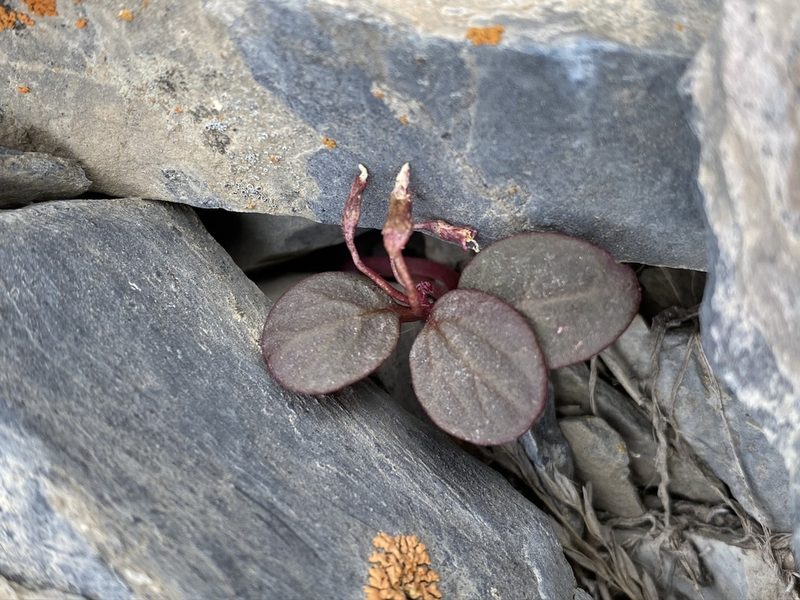 Claytonia umbellata, photographed by Matt Berger