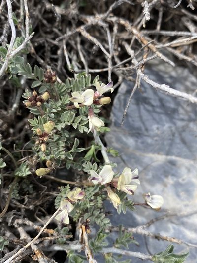 Astragalus platytropis, photographed by Matt Berger