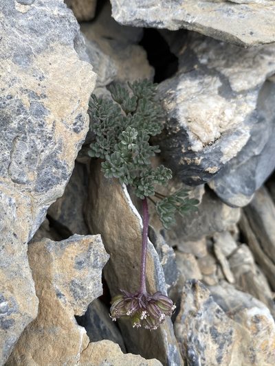 Cymopterus goodrichii, photographed by Matt Berger