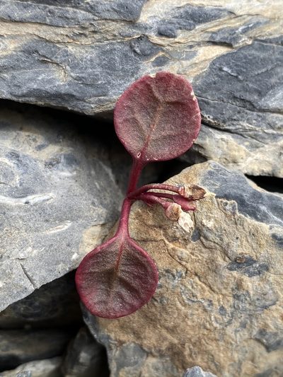 Claytonia umbellata, photographed by Matt Berger