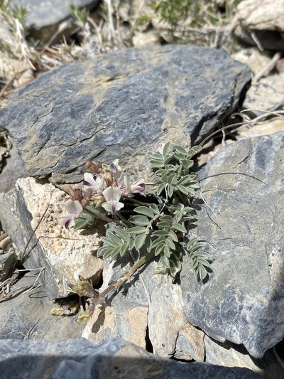 Astragalus platytropis, photographed by Matt Berger