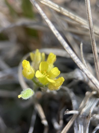 Draba arida, photographed by Matt Berger
