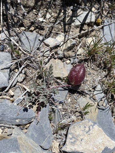 Astragalus platytropis, photographed by Matt Berger