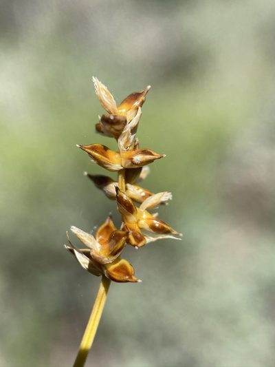 Carex vallicola, photographed by Matt Berger