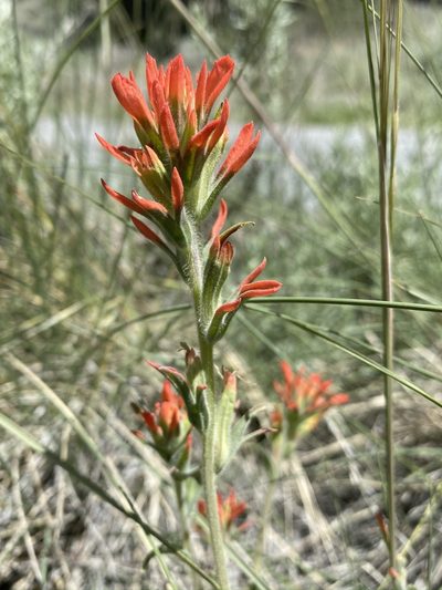 Castilleja dissitiflora, photographed by Matt Berger