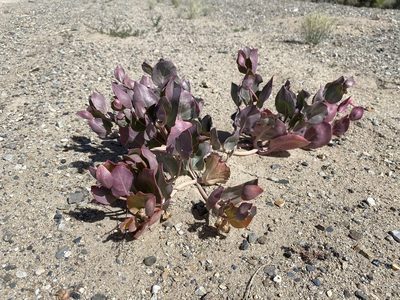 Mirabilis alipes, photographed by Matt Berger