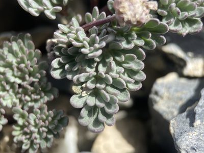 Cymopterus goodrichii, photographed by Matt Berger