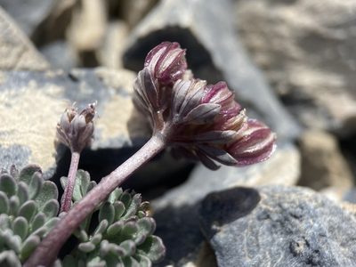 Cymopterus goodrichii, photographed by Matt Berger