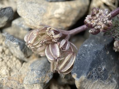 Cymopterus goodrichii, photographed by Matt Berger