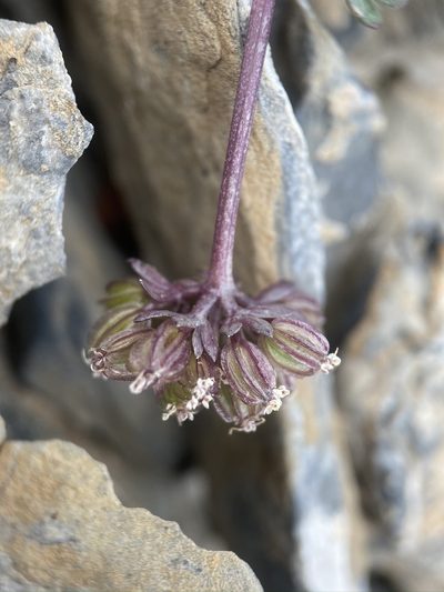 Cymopterus goodrichii, photographed by Matt Berger