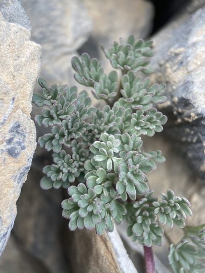 Cymopterus goodrichii, photographed by Matt Berger
