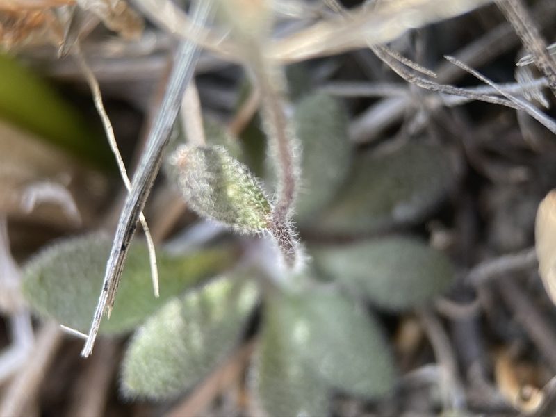 Draba arida, photographed by Matt Berger