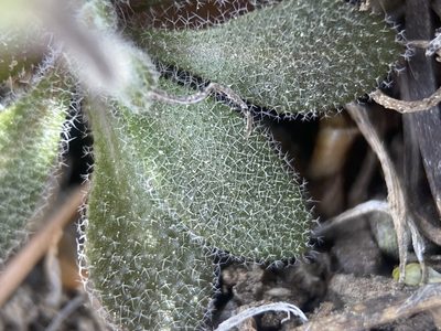 Draba arida, photographed by Matt Berger