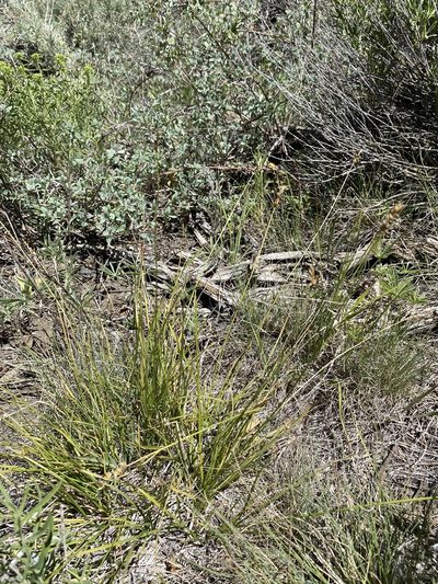 Carex vallicola, photographed by Matt Berger