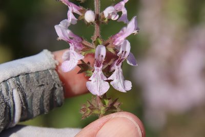 Stachys rigida, photographed by Millie Basden