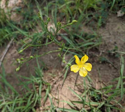 Linum sulcatum, photographed by Ethan Rose