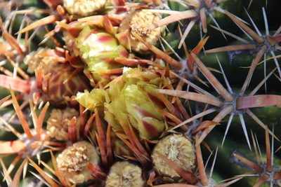 Ferocactus viridescens