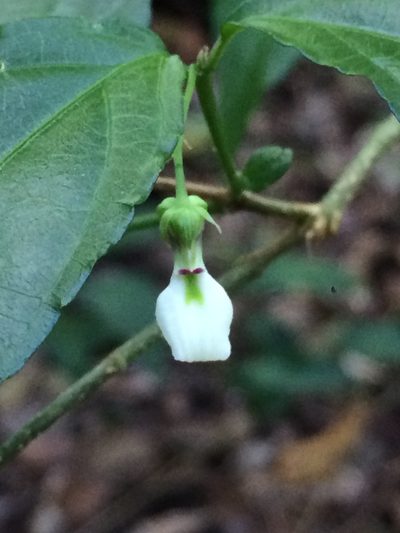 Pombalia bigibbosa, photographed by B. Phalan