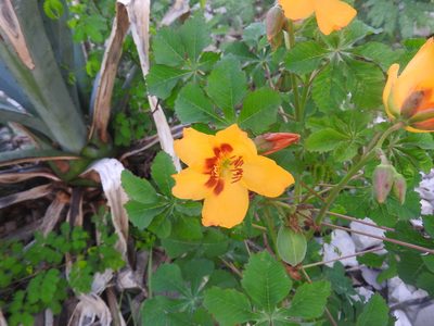 Cochlospermum wrightii, photographed by Juan Cruzado Cortés