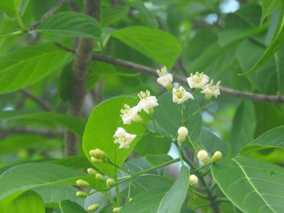 Bourreria pulchra, photographed by Juan Cruzado Cortés