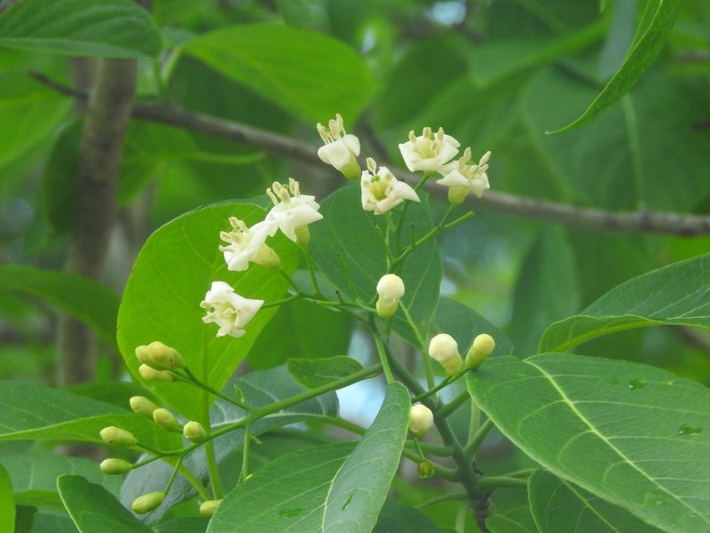 Bourreria pulchra, photographed by Juan Cruzado Cortés