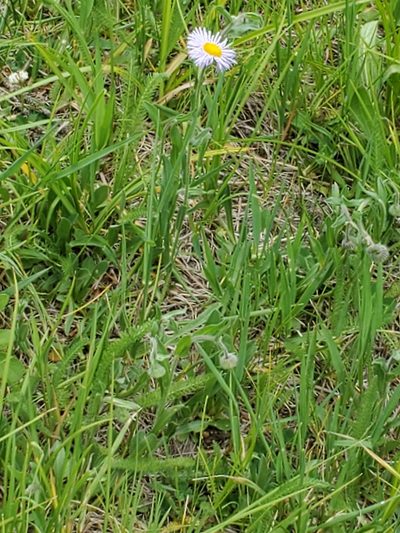 Erigeron formosissimus, photographed by Craig Martin